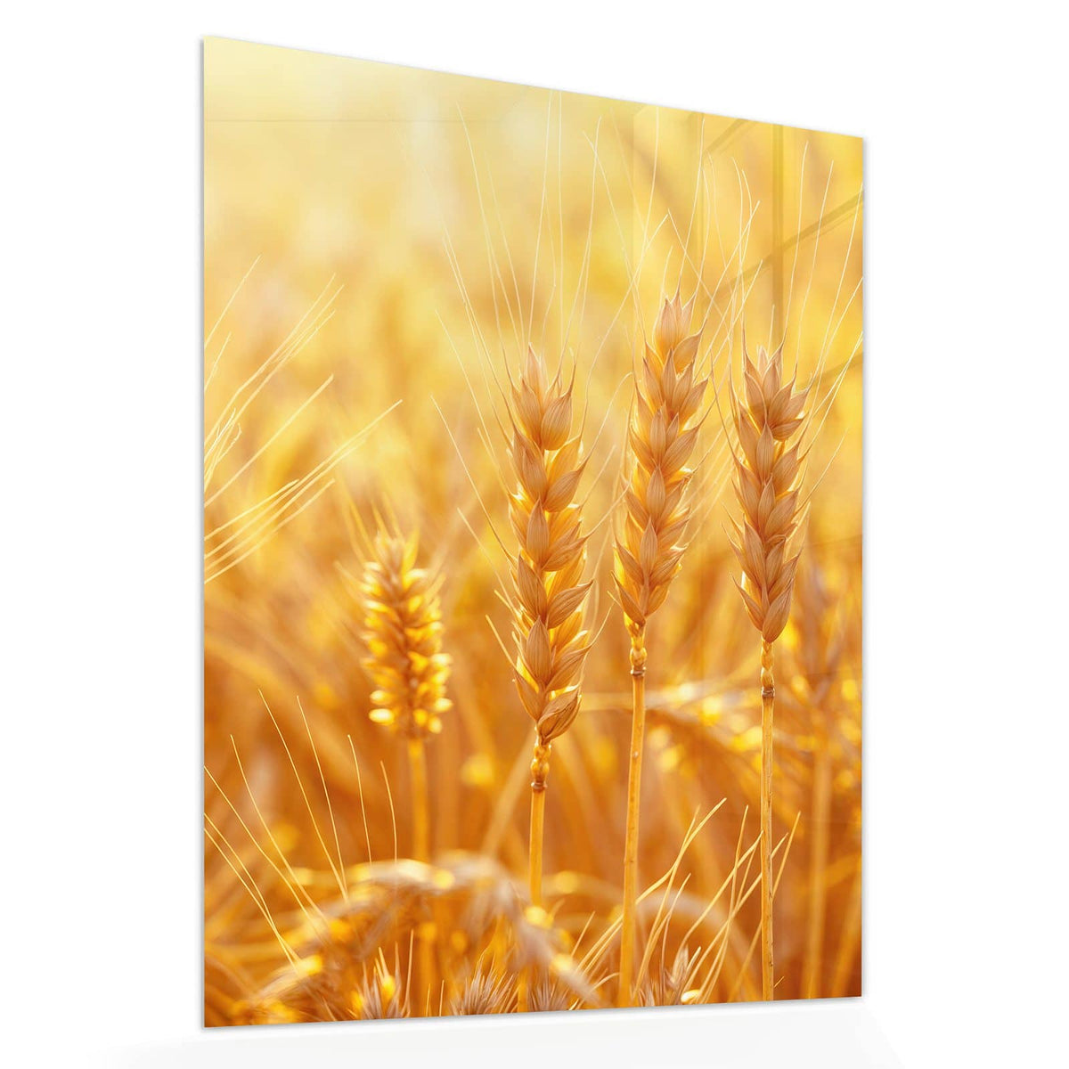 Echtglas, 4 mm – kein Acryl, keine Folie – Wandbild - Weizen im Gegenlicht - Hochformat