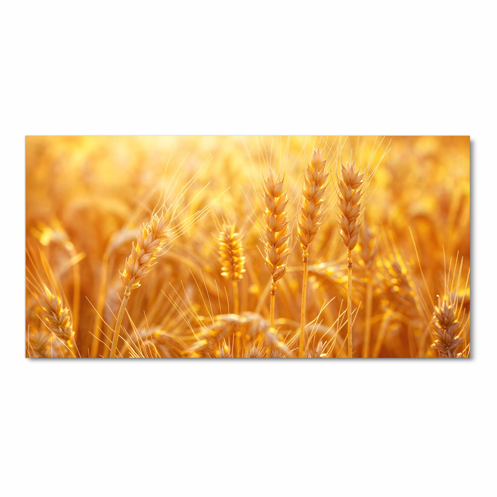 Geruchsneutraler Küchenläufer mit Motiv Sonnenuntergang von Weizenfeld in Frontansicht