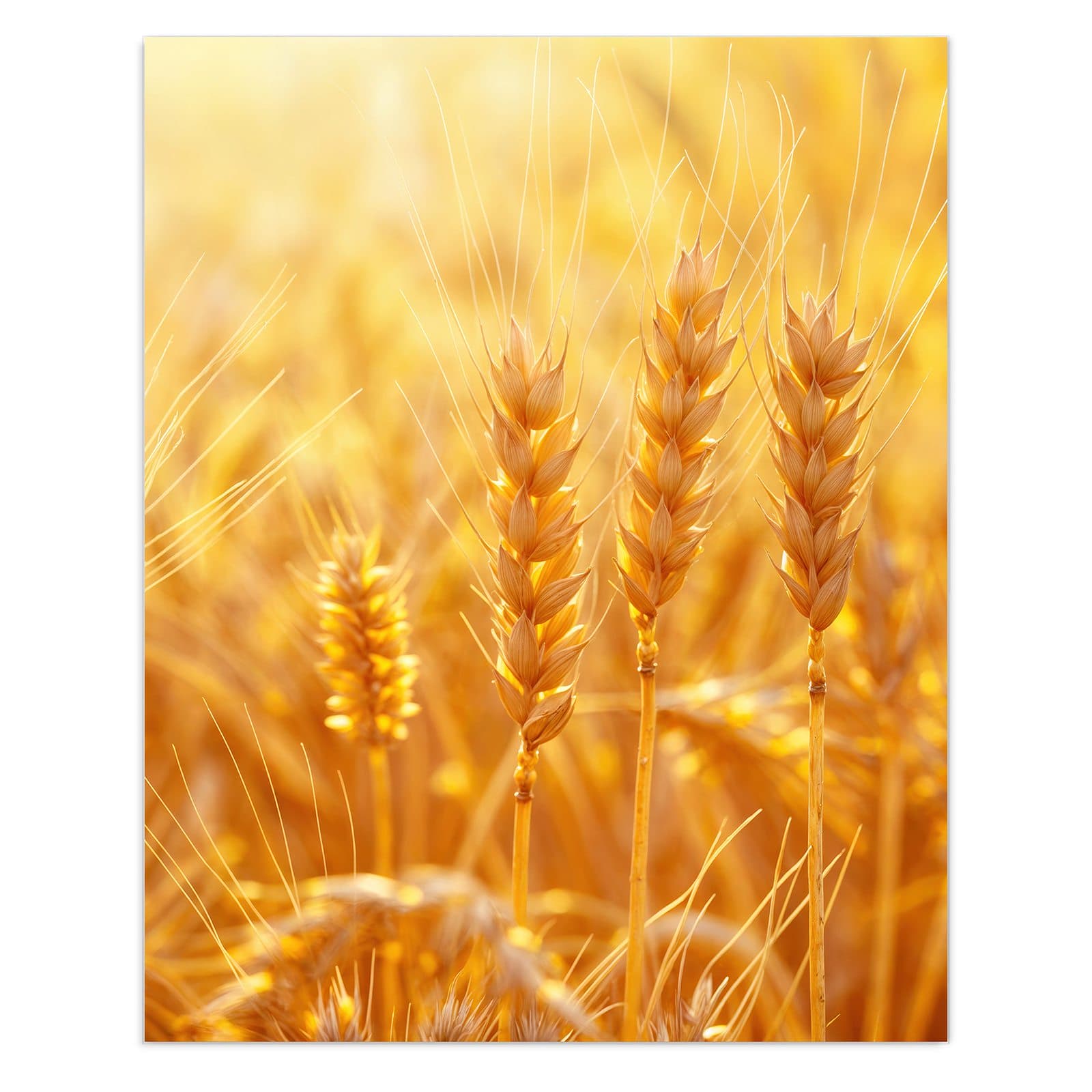 #grösse_60 x 75 cm #grösse_80 x 100 cm