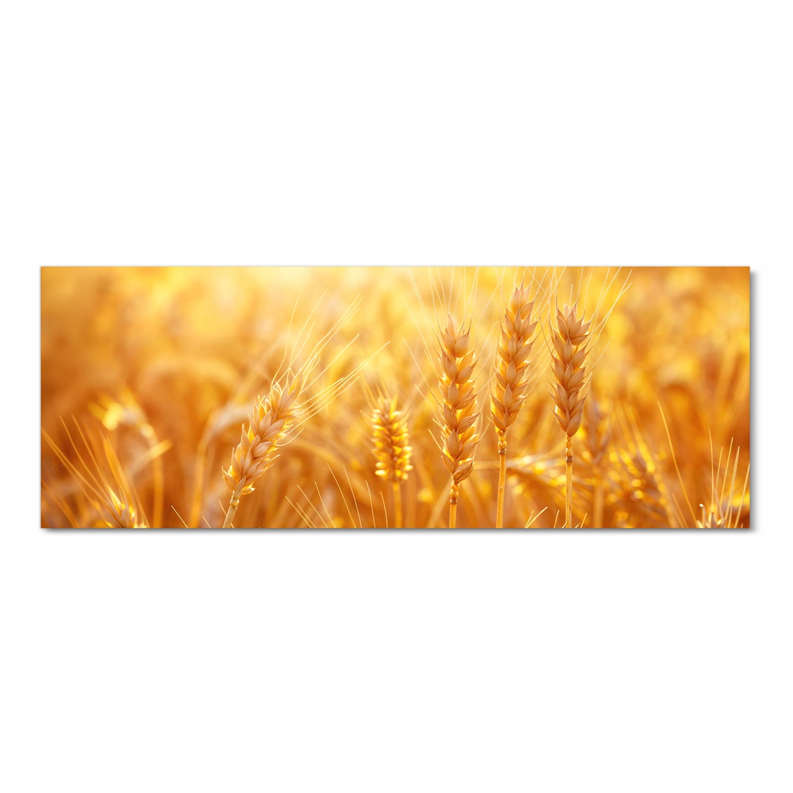 Waschbarer moderner Küchenläufer mit Motiv Sonnenuntergang von Weizenfeld in Frontansicht