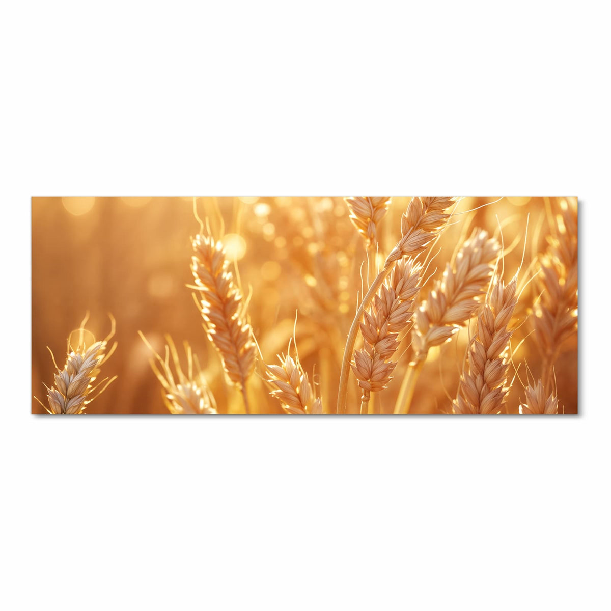 Reife Weizenähren in Nahaufnahme vor goldenem Bokeh