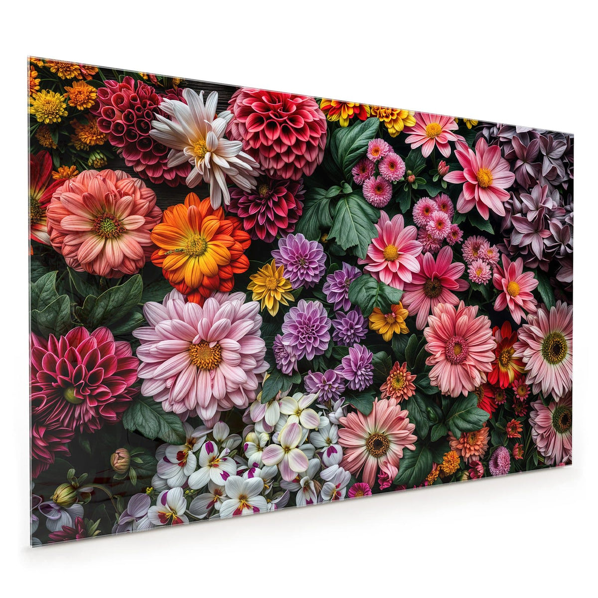 Küchenrückwand aus Glas im Hochformat mit Motiv Bunter Blütenteppich: Flach ausgelegte, dicht gepackte Blüten - Dahlien, Gerbera