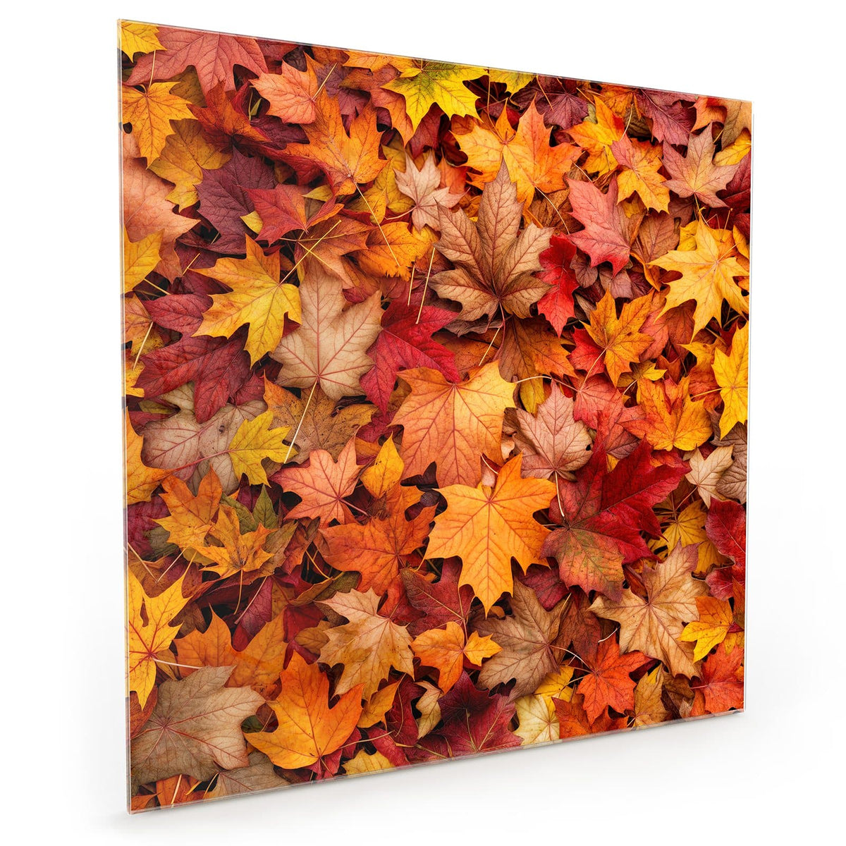 Küchenrückwand aus Glas im quadratischen Format: Dichter Teppich aus Ahornblättern in Rot, Orange und Gelb, von oben fotografiert #grösse_40 x 40 cm #grösse_50 x 50 cm #grösse_60 x 60 cm