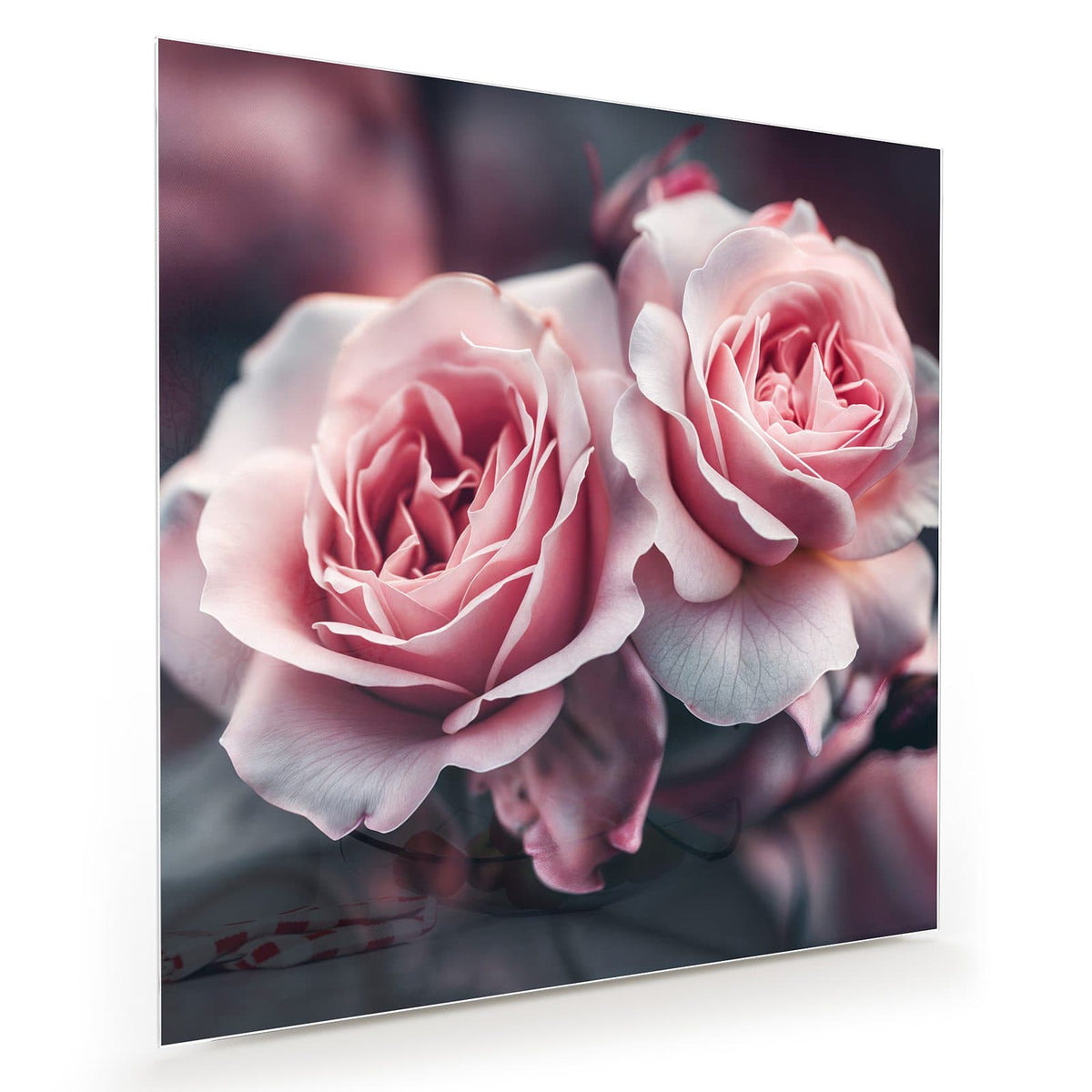 Genau zwei zartrosa Rosen nebeneinander vor dunkelgrauem Grund