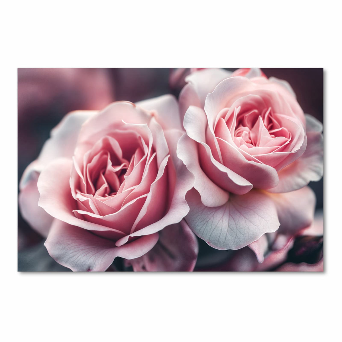 Farbbeständiger Küchenteppich mit Motiv Rosenblüten Duo in Frontansicht