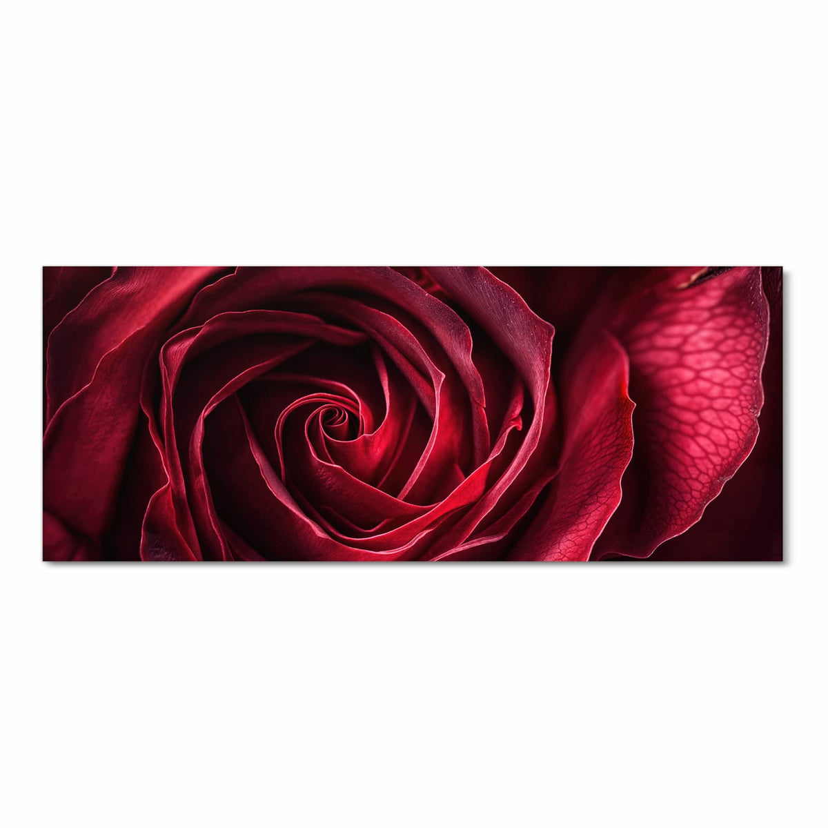 Tiefrote Rosenblüte formatfüllend, die Blätter drehen sich spiralig zur Mitte.