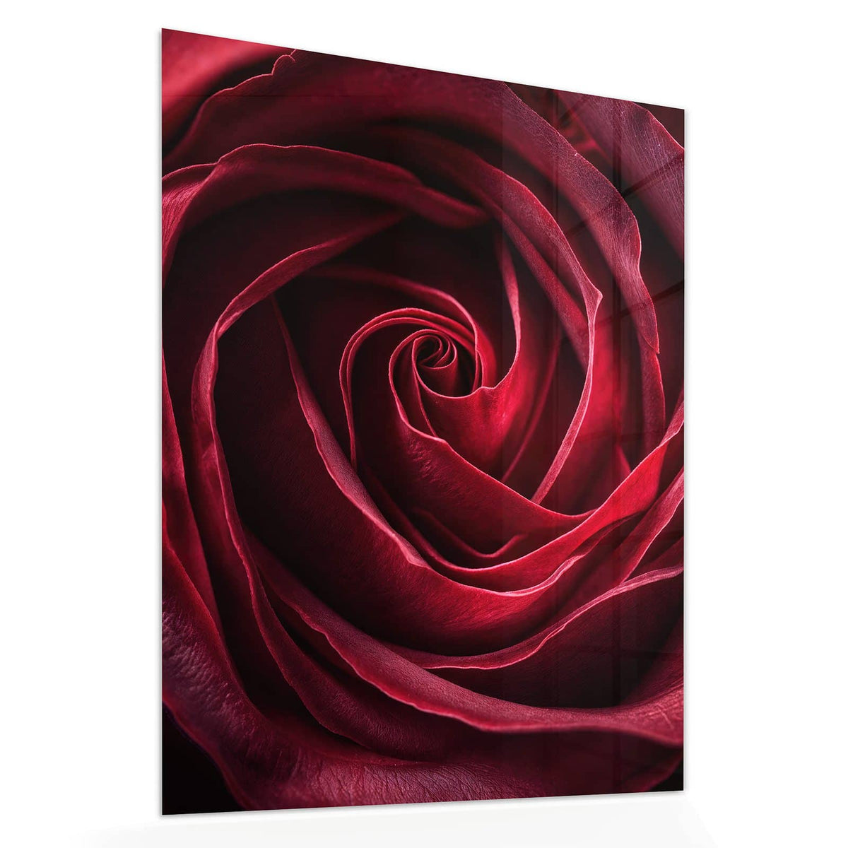 Echtglas, 4 mm – kein Acryl, keine Folie – Wandbild - Tiefrote Rosenblüte - Hochformat