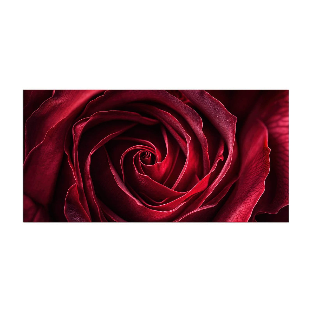 Küchenrückwand aus Glas Tiefrote Rosenblüte im Hochformat, Motiv bildfüllend von vorn