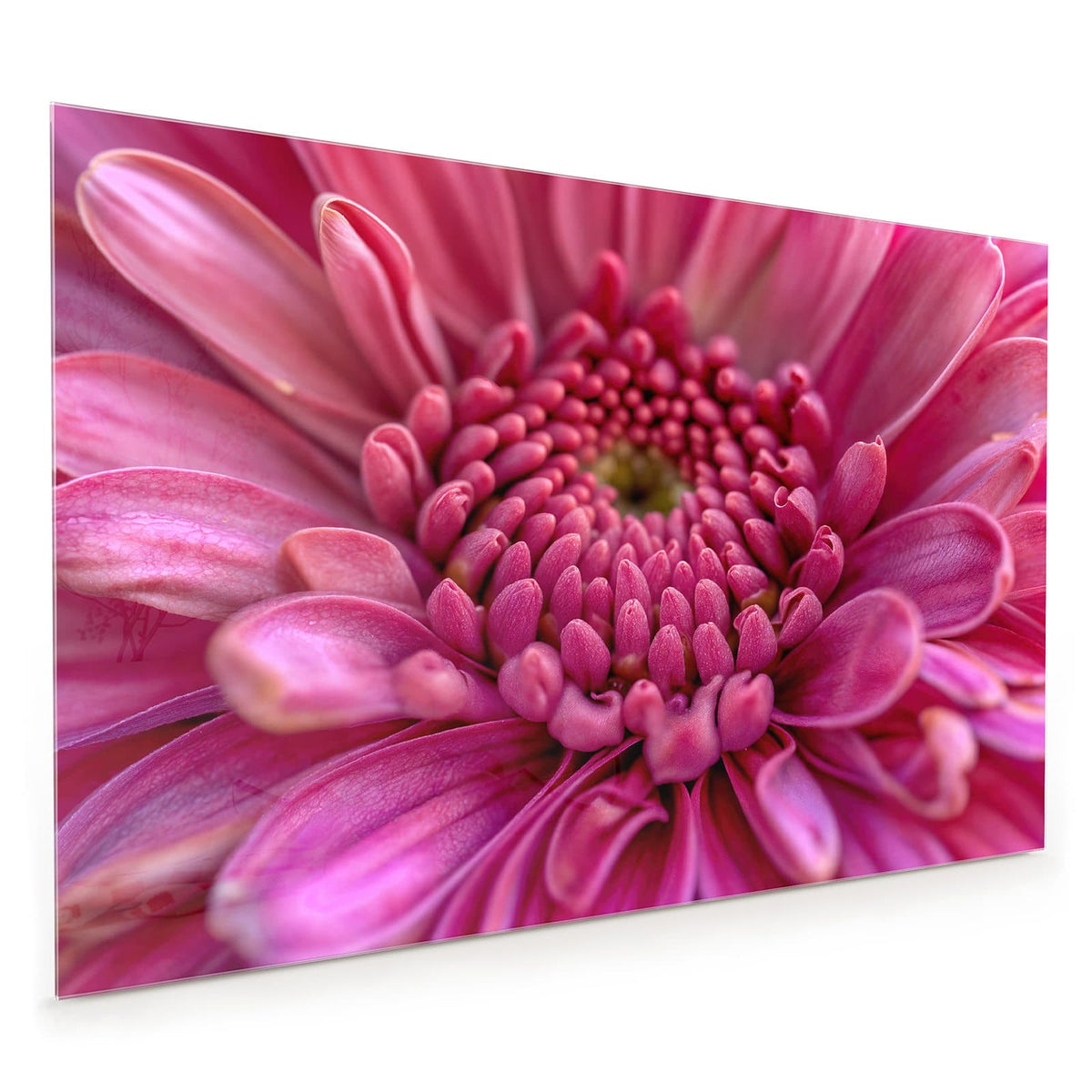 Küchenrückwand aus Glas im Hochformat: Makro einer pinken Blüte, deren Knospenzentrum sich spiralig anordnet.