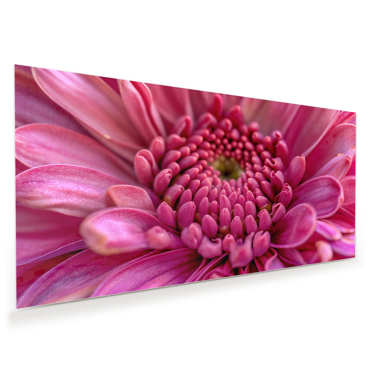 Makro einer pinken Blüte, deren Knospenzentrum sich spiralig anordnet.