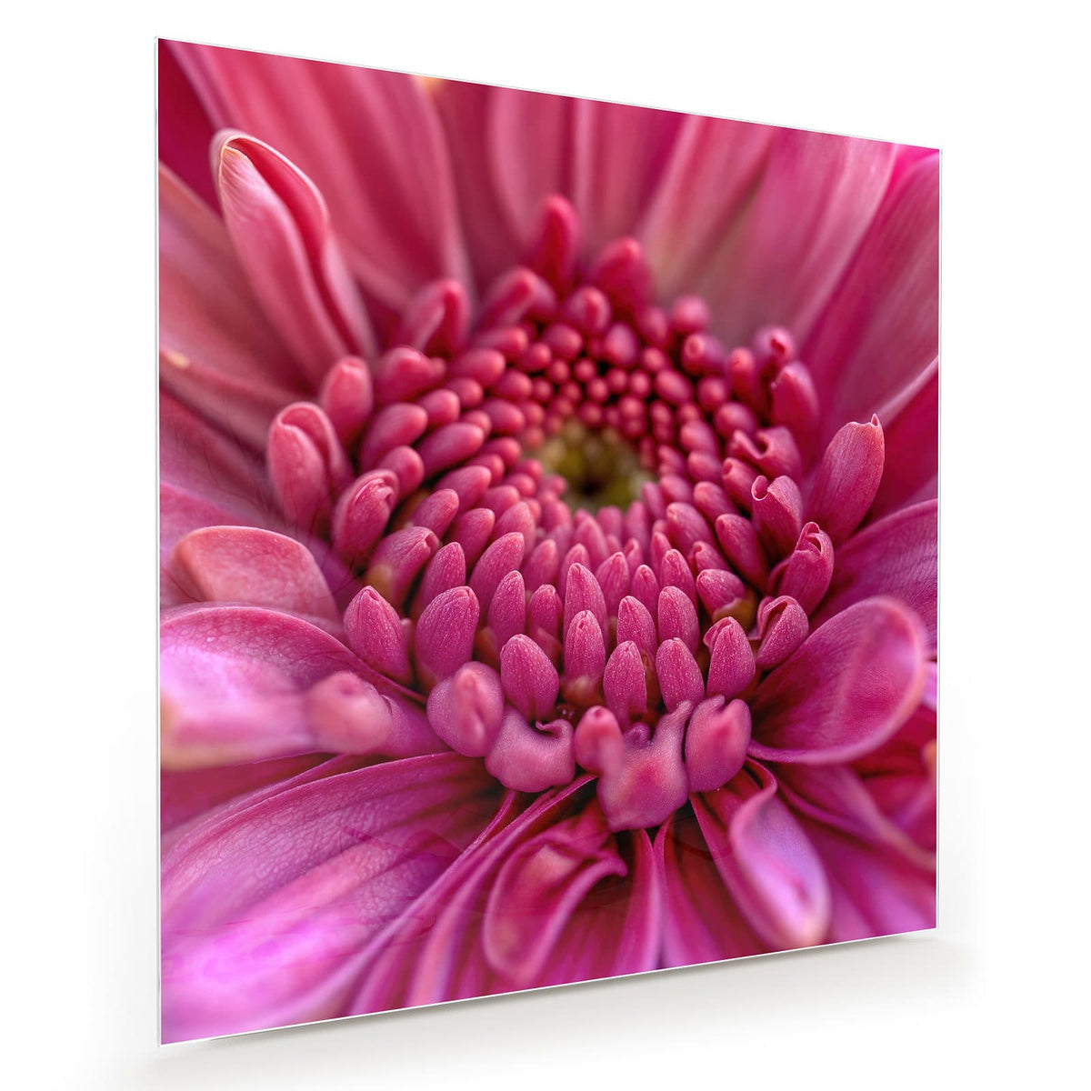 Makro einer pinken Blüte, deren Knospenzentrum sich spiralig anordnet.
