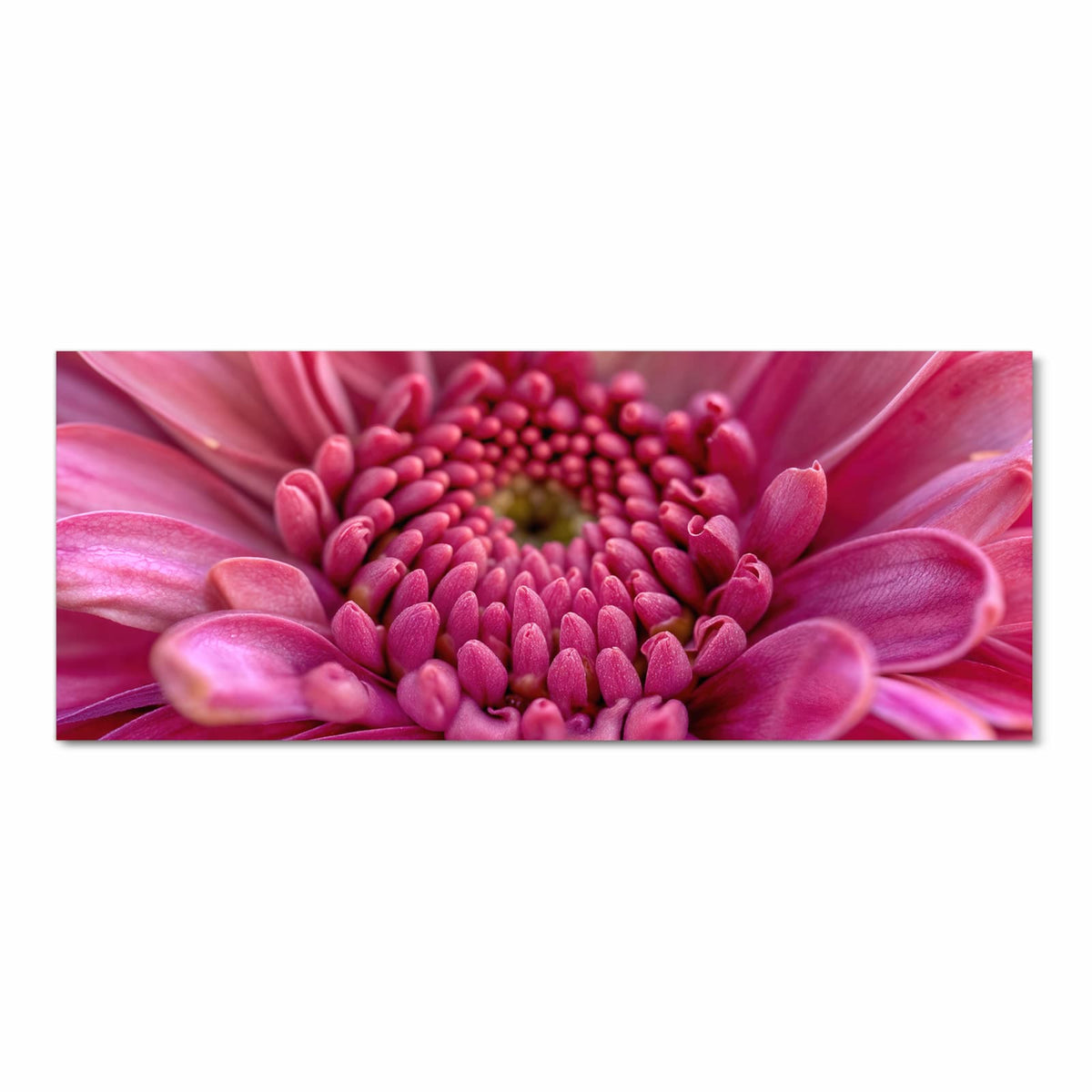 Makro einer pinken Blüte, deren Knospenzentrum sich spiralig anordnet.