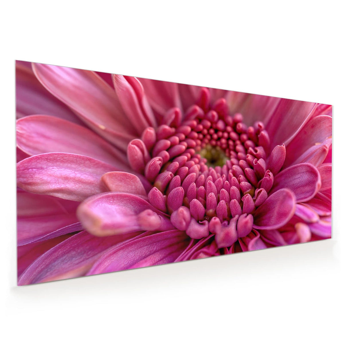 Küchenrückwand aus Glas im Hochformat: Makro einer pinken Blüte, deren Knospenzentrum sich spiralig anordnet.