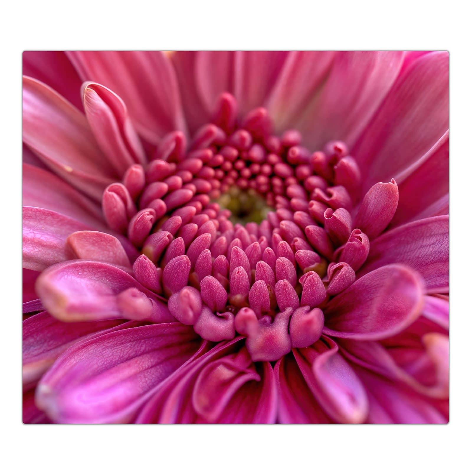 1-teilige Herdabdeckplatten mit Nahaufnahme Blume-Motiv in der Frontansicht #grösse_1-Teilig (60x52cm)