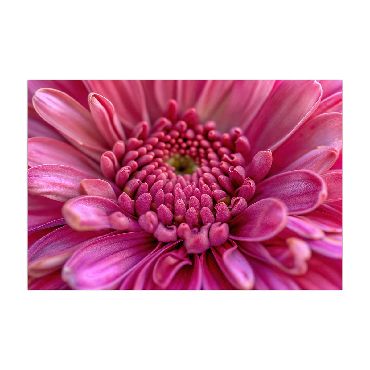 Küchenrückwand aus Glas Pinke Blütenspirale im Hochformat, Motiv bildfüllend von vorn