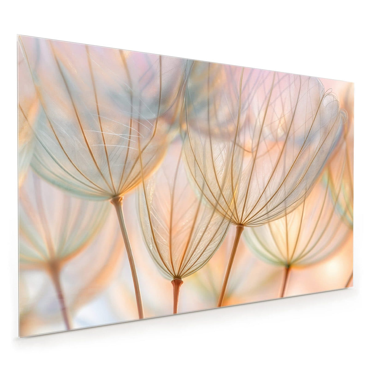 Küchenrückwand aus Glas im Hochformat mit Motiv Pusteblume in Pastell: Große, durchscheinende Samenschirmchen in Apricot, Mint und Rosa vor pastelligem Licht.