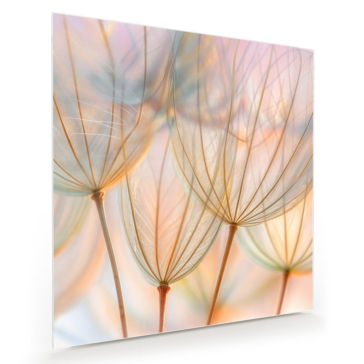 Große, durchscheinende Samenschirmchen in Apricot, Mint und Rosa vor pastelligem Licht.