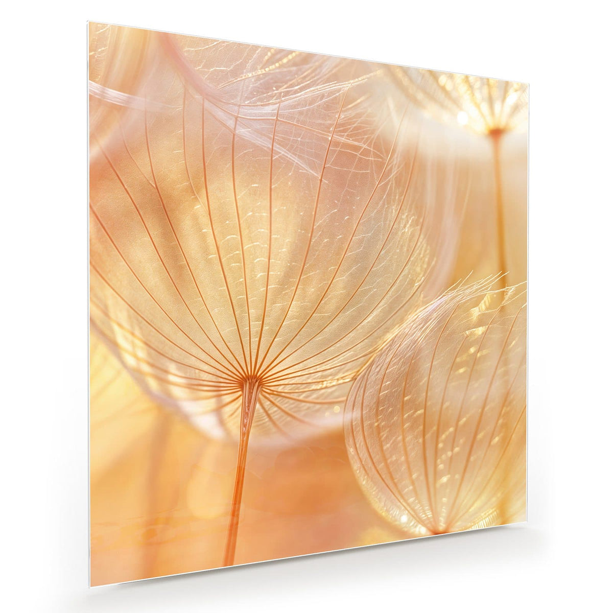 Makro von Löwenzahn-Samenschirmen im warmen goldenen Gegenlicht.