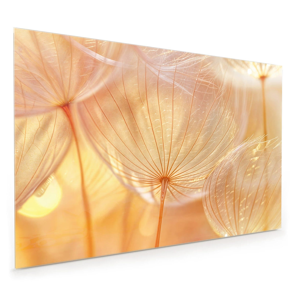 Küchenrückwand aus Glas im Hochformat mit Motiv Pusteblume im Goldlicht: Makro von Löwenzahn-Samenschirmen im warmen goldenen Gegenlicht.