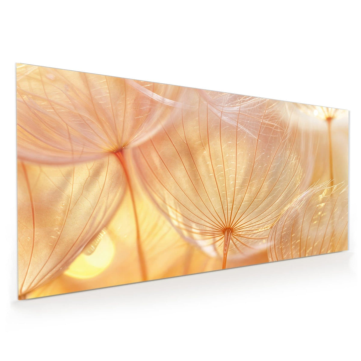 Küchenrückwand aus Glas im Hochformat mit Motiv Pusteblume im Goldlicht: Makro von Löwenzahn-Samenschirmen im warmen goldenen Gegenlicht.