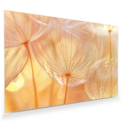 Wandbild mit dem Motiv Pusteblume im Goldlicht