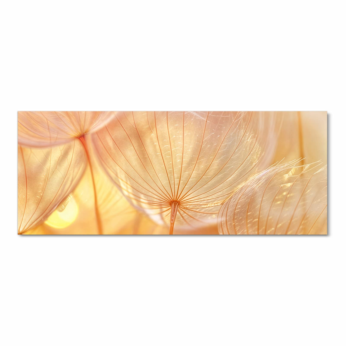 Makro von Löwenzahn-Samenschirmen im warmen goldenen Gegenlicht.