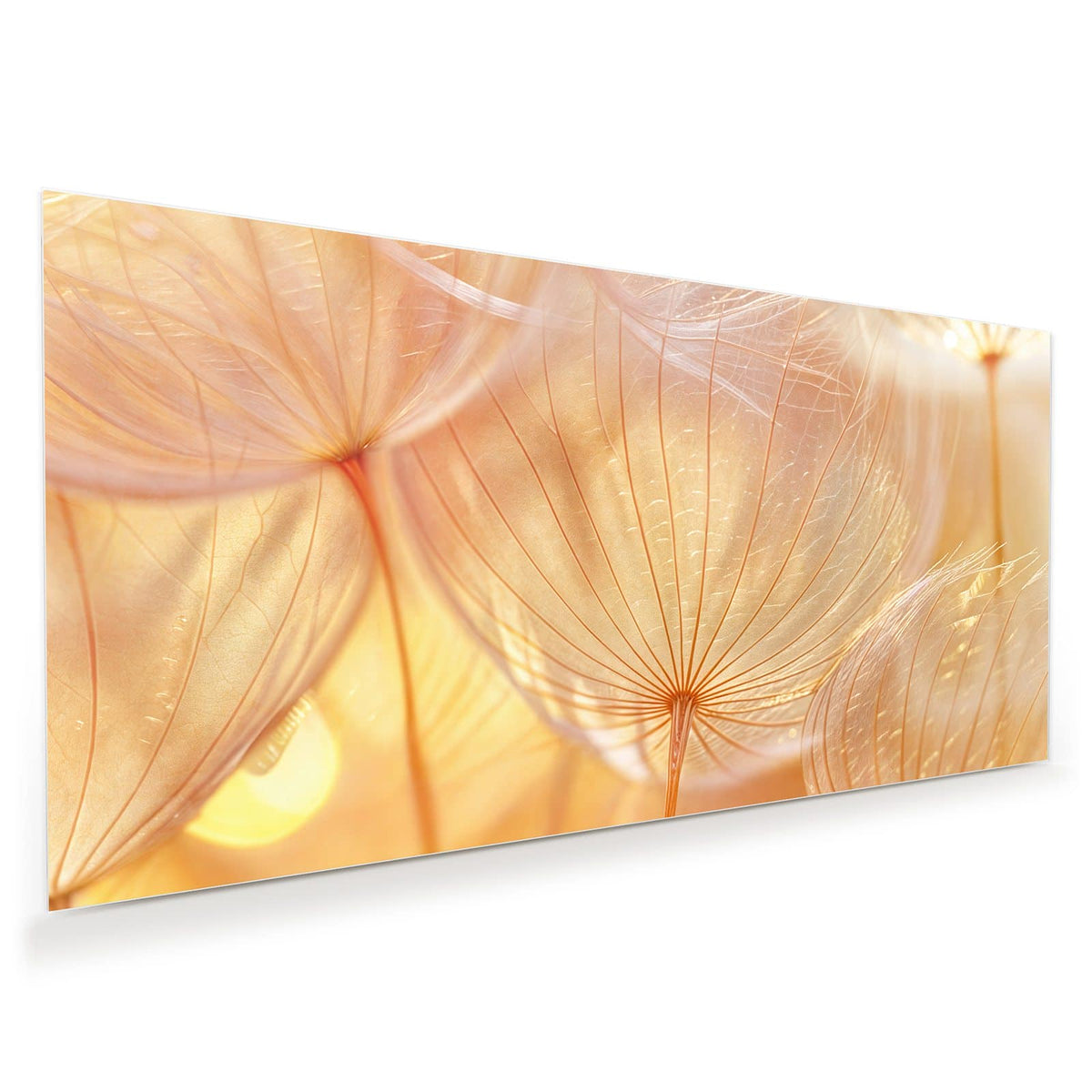 Makro von Löwenzahn-Samenschirmen im warmen goldenen Gegenlicht.