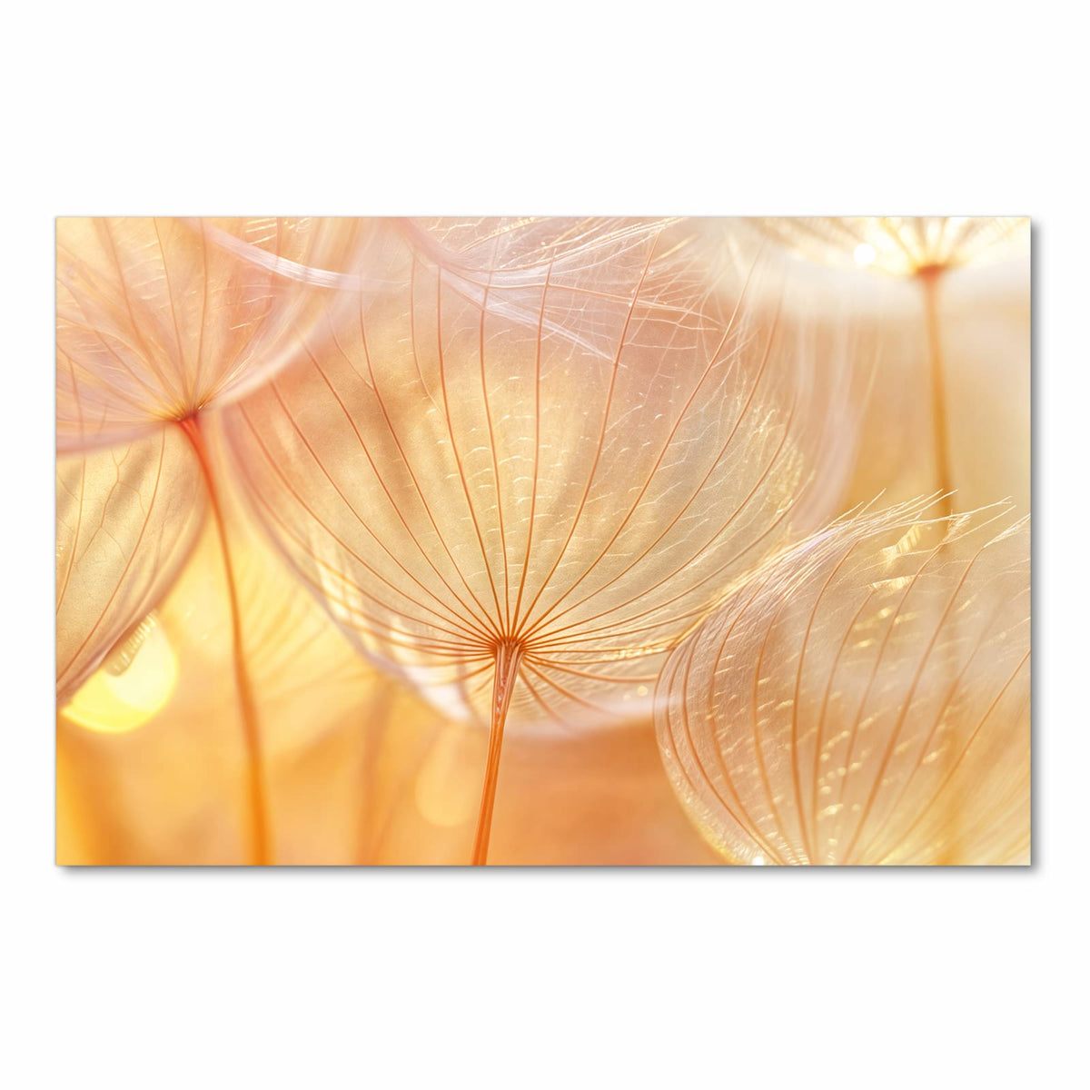 Formstabiler Küchenteppich mit Motiv Dandelion Makroaufnahme in Frontansicht