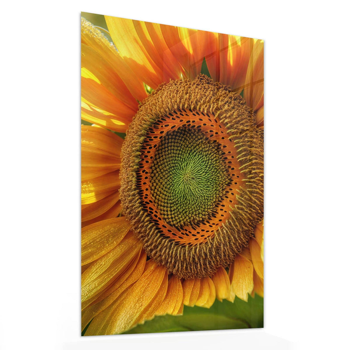 11 Größen – von 30 × 60 bis 60 × 150 cm – Wandbild - Sonnenblume mit Tau - Hochformat