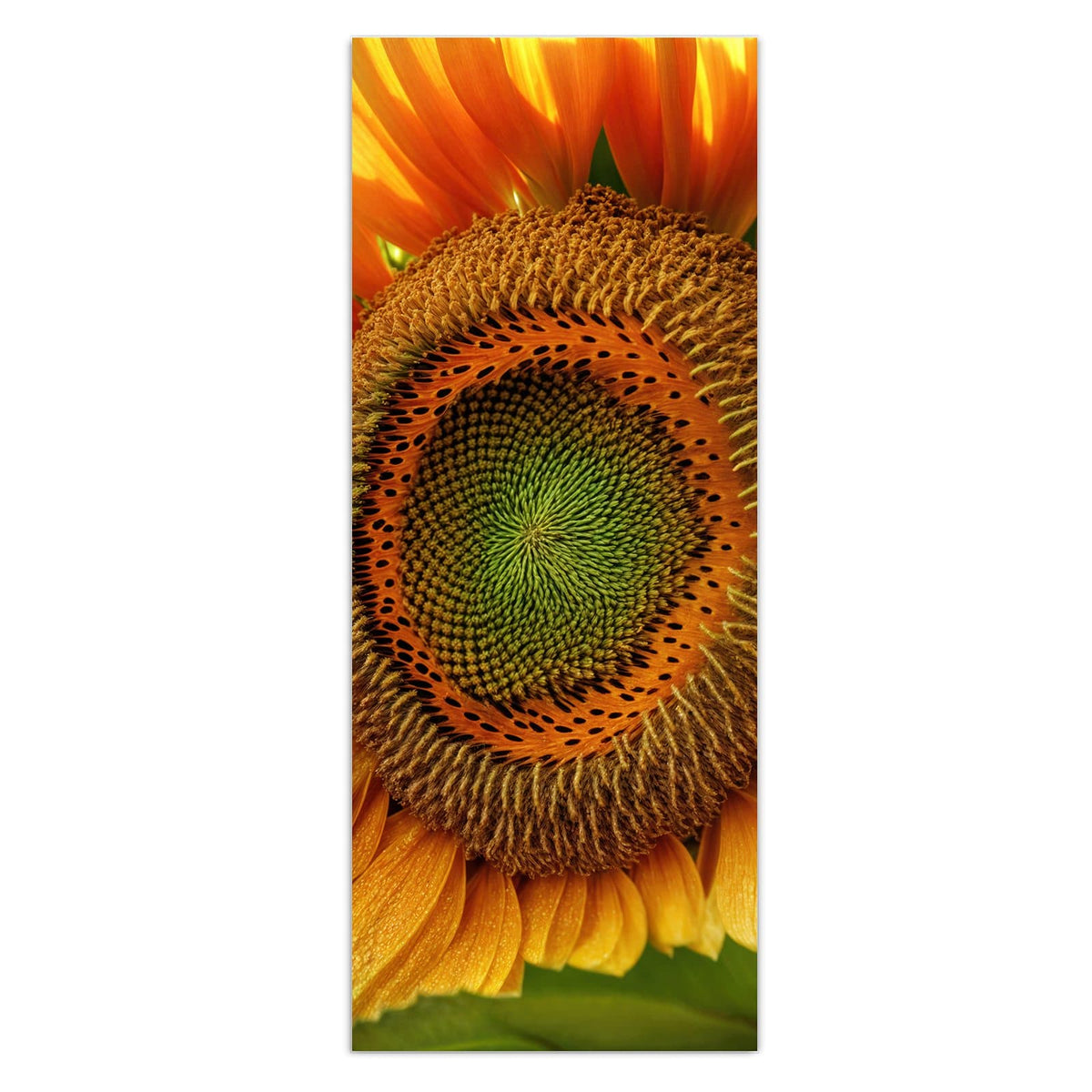 Sonnenblume in Nahaufnahme, Blütenblätter voller Tautropfen