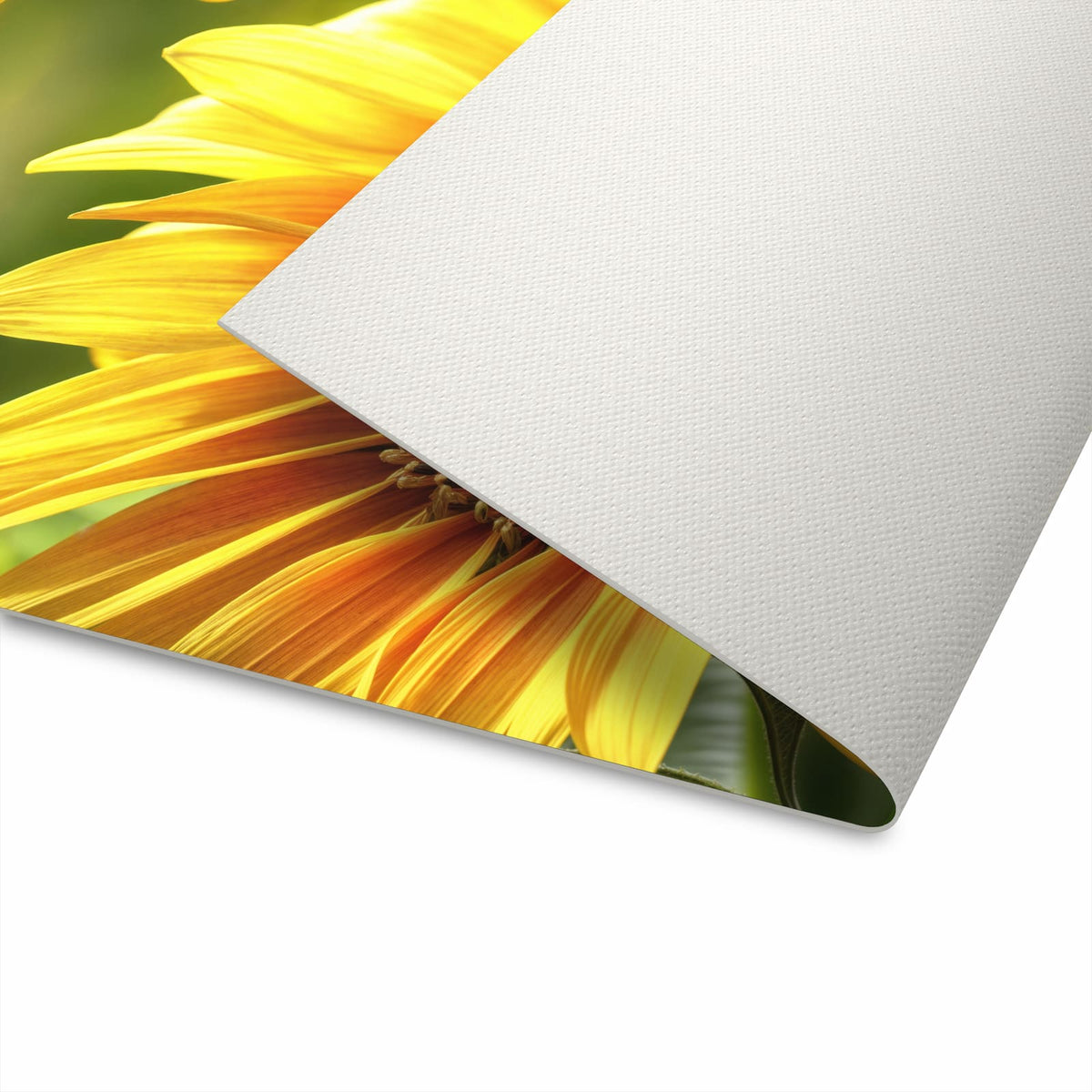 UV-beständiger Teppich für Esstisch mit Motiv Sonnenblume Blüte in Unterseite, waschbar