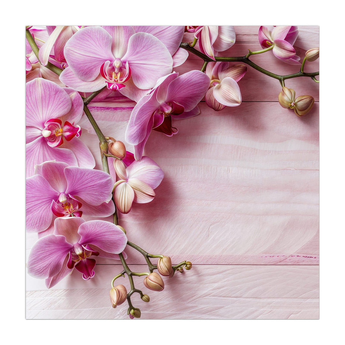 Küchenrückwand aus Glas Rosa Orchideenzweig im quadratischen Format, Motiv bildfüllend von vorn