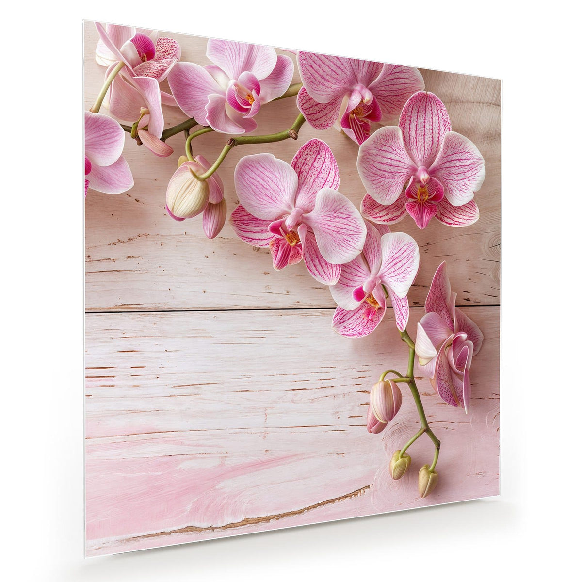 Rosa gestreifte Phalaenopsis-Rispe auf weiß-rosa lasierten Holzbrettern