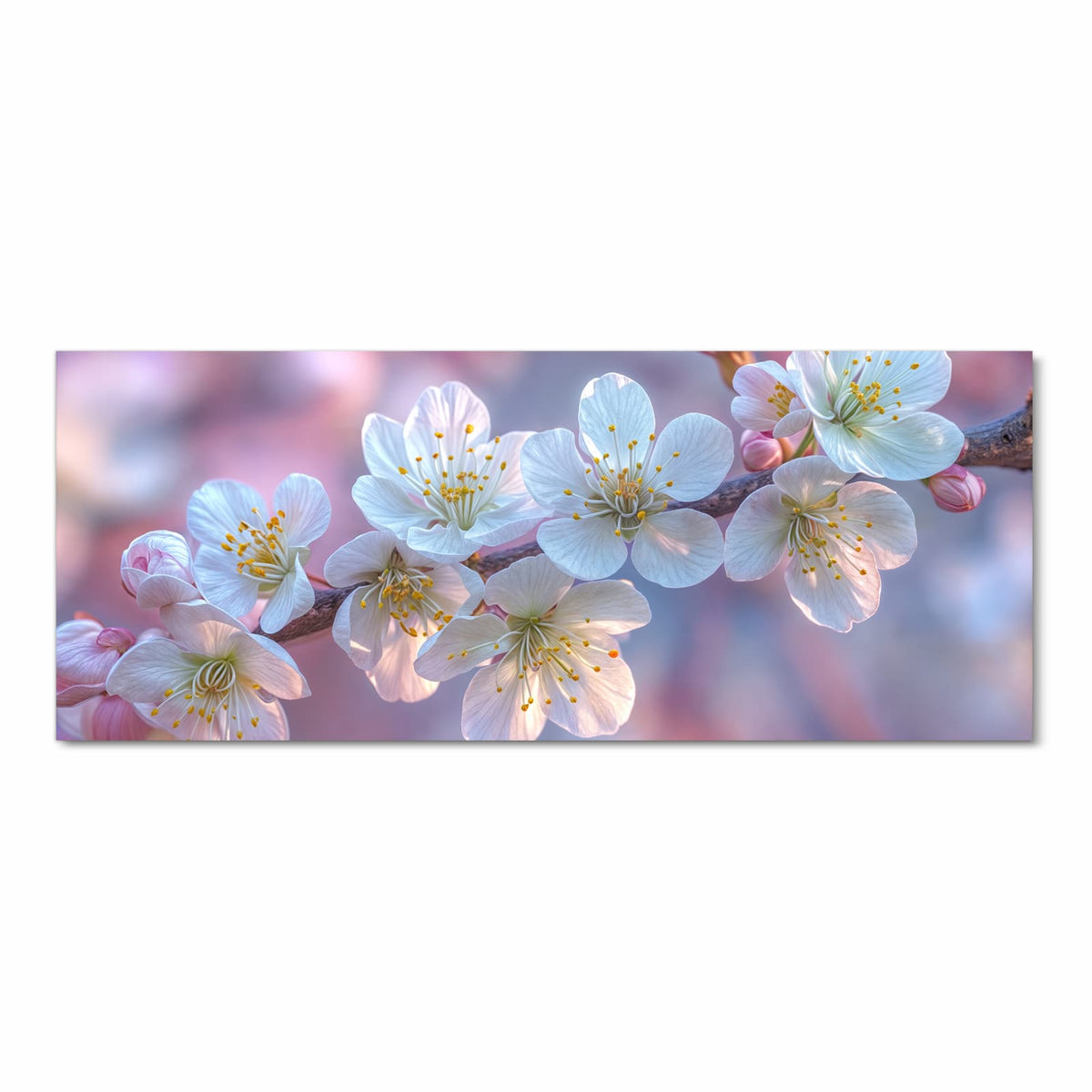 Weiße Kirschblüten mit gelben Staubgefäßen am Zweig vor rosa-lila Bokeh