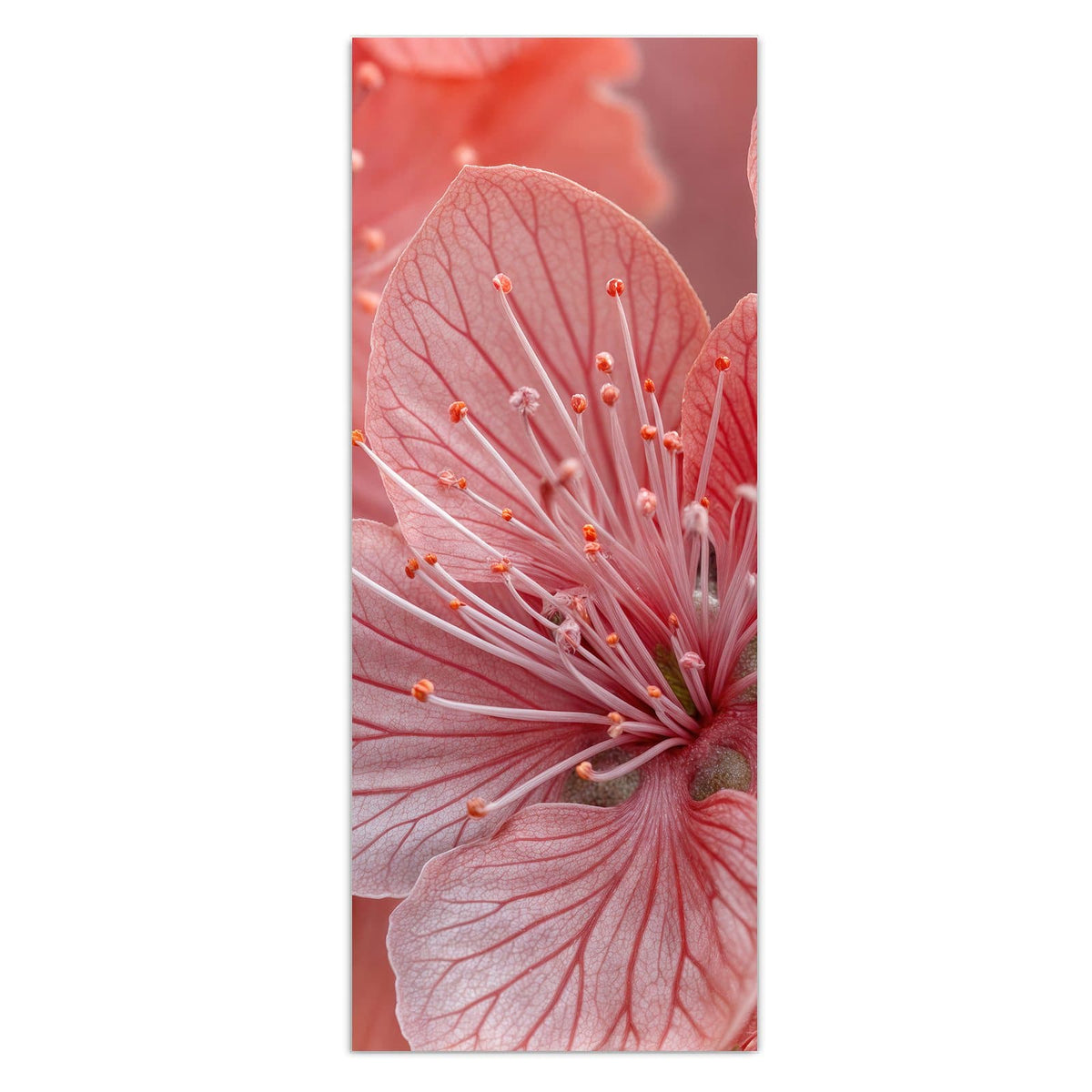 Makro von korallenrosa Blüten mit feiner Aderung und langen hellen Staubgefäßen.