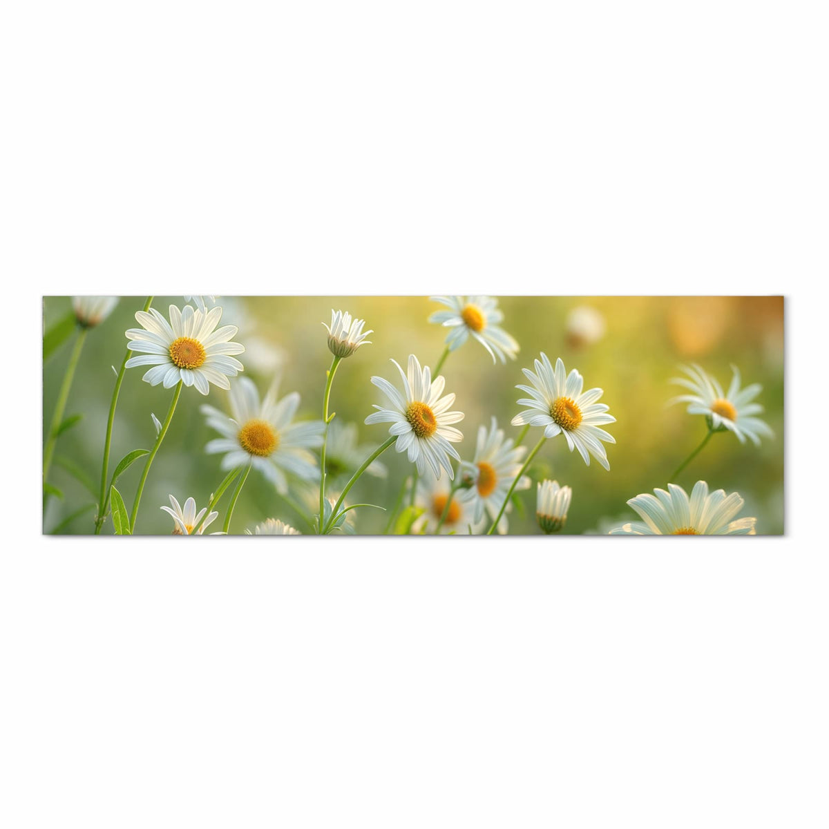 Küchenteppich mit Motiv Blühende Gänseblümchen in Frontansicht - sicher aufbewahren