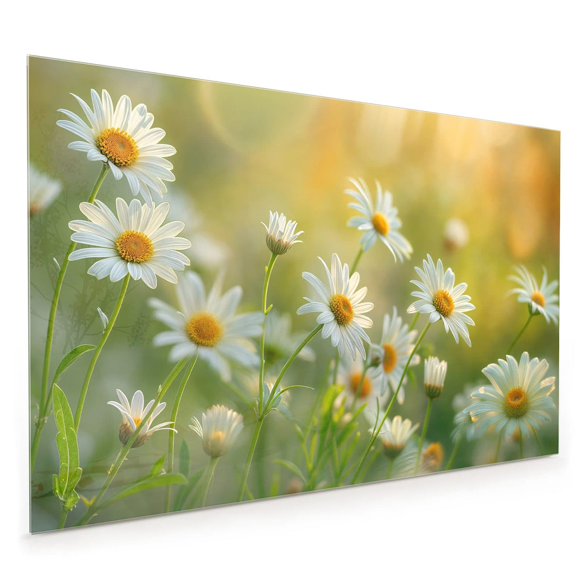 Küchenrückwand aus Glas im Hochformat: Weiße Margeriten mit gelber Mitte auf langen Stielen im Gegenlicht