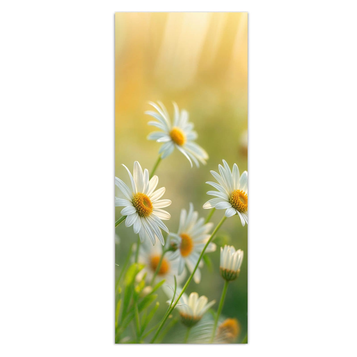 Wandbild - Weiße Margeriten - Hochformat – Weiße Margeriten im Gegenlicht