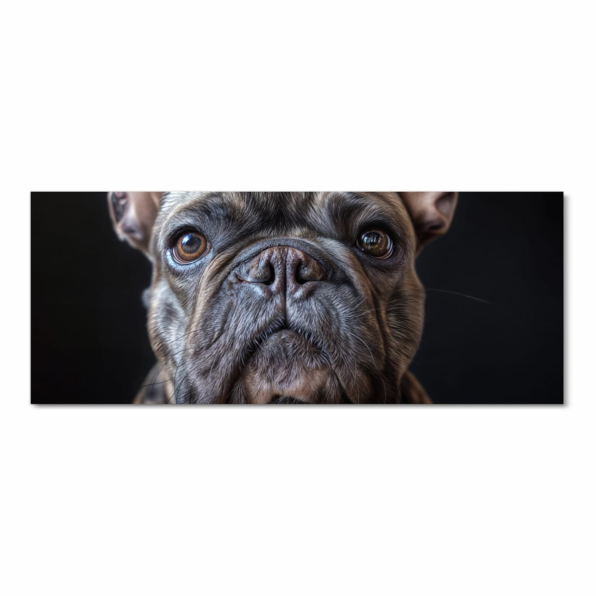Französische Bulldogge, Kopf formatfüllend vor schwarzem Hintergrund