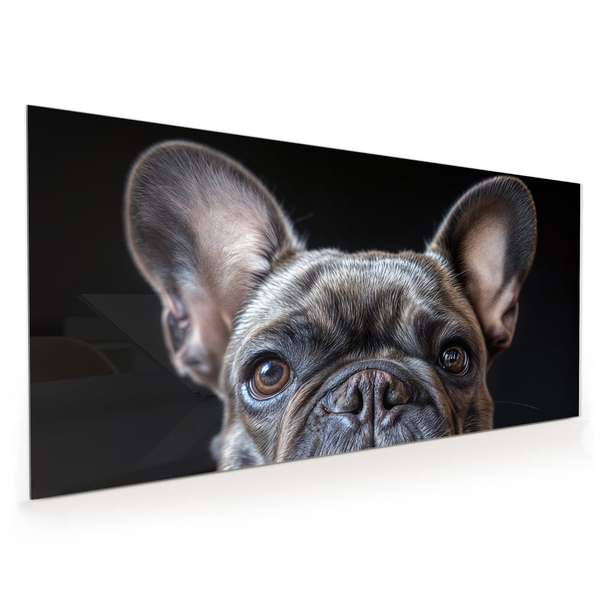 Küchenrückwand aus Glas im Hochformat mit Motiv Hundeporträt: Französische Bulldogge, Kopf formatfüllend vor schwarzem Hintergrund
