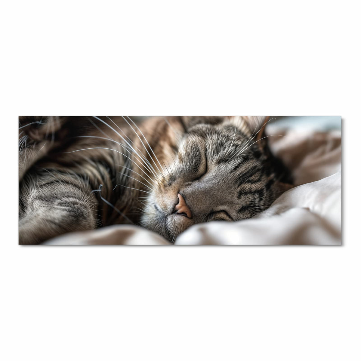Getigerte Katze schlaeft zusammengerollt auf hellem Kissen, Nahaufnahme
