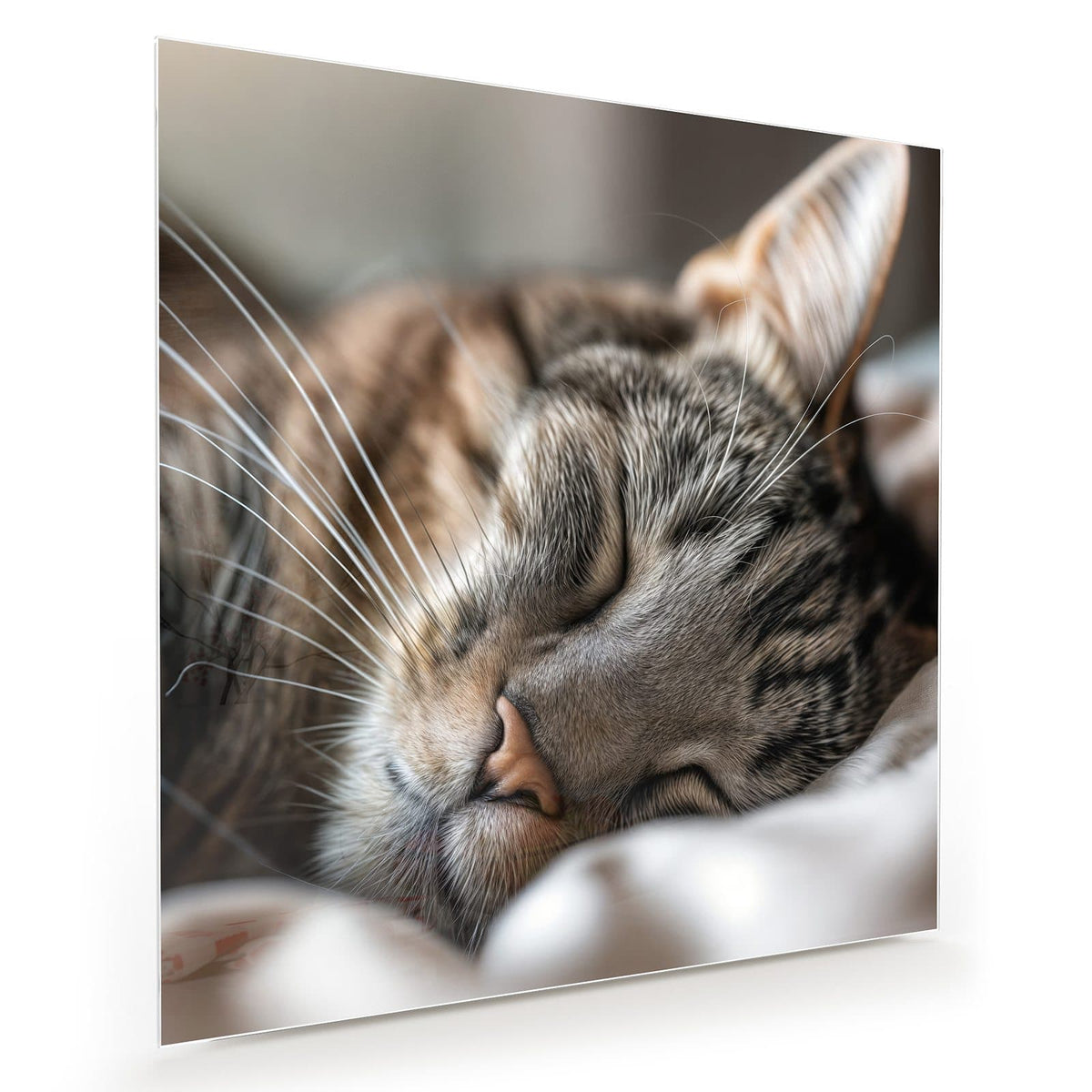 Getigerte Katze schlaeft zusammengerollt auf hellem Kissen, Nahaufnahme
