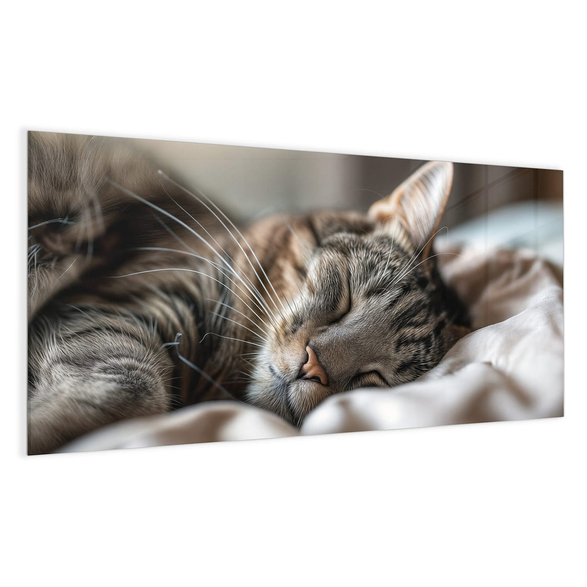 Getigerte Katze schlaeft zusammengerollt auf hellem Kissen, Nahaufnahme