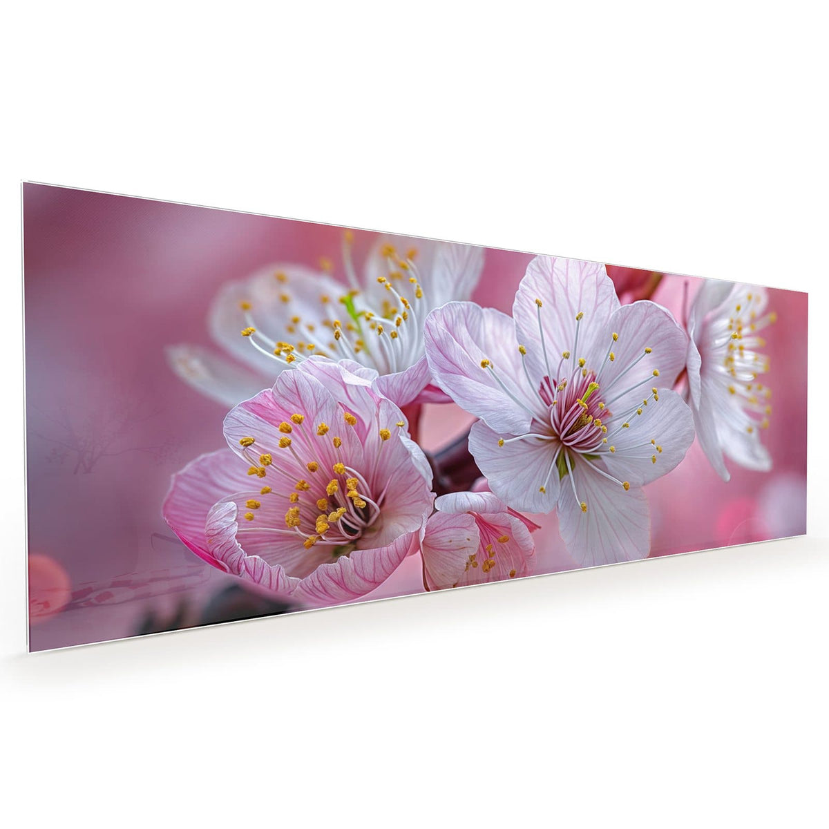 Küchenrückwand aus Glas im Hochformat mit Motiv Rosa Blüten am Zweig: Weiß-rosa Kirschblüten mit gelben Staubgefäßen vor rosa Lichtkreisen