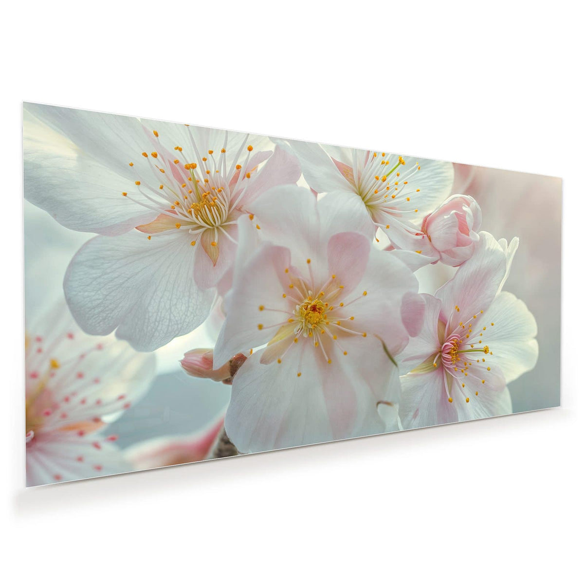 Dolde weißer Frühlingsblüten mit zartrosa Hauch und gelben Staubgefäßen, helles Bokeh