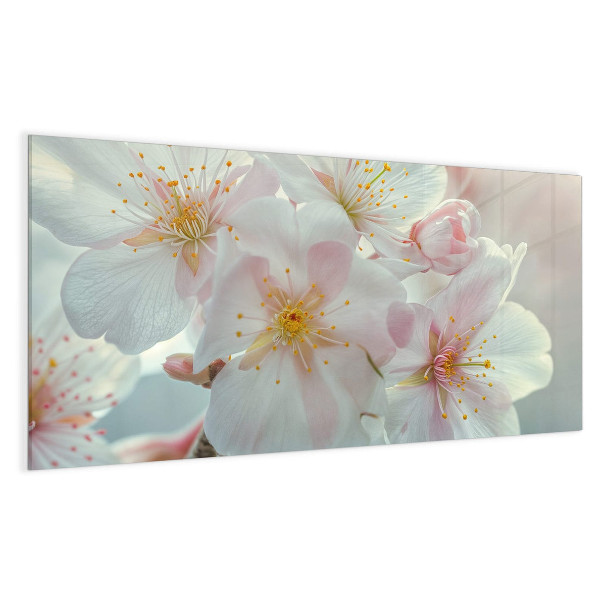 Dolde weißer Frühlingsblüten mit zartrosa Hauch und gelben Staubgefäßen, helles Bokeh