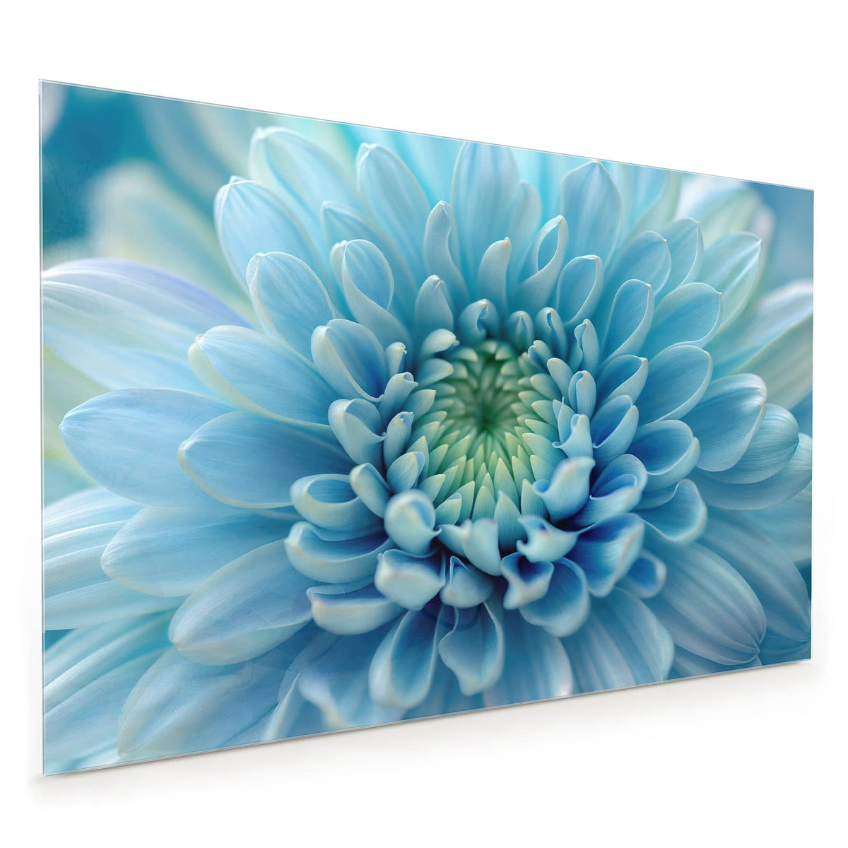Küchenrückwand aus Glas im Hochformat mit Motiv Helle Chrysantheme: Makro einer hellblauen Chrysantheme, die Blütenblätter laufen spiralig zur grünlichen Mitte
