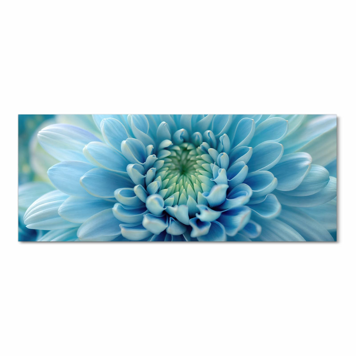 Makro einer hellblauen Chrysantheme, die Blütenblätter laufen spiralig zur grünlichen Mitte