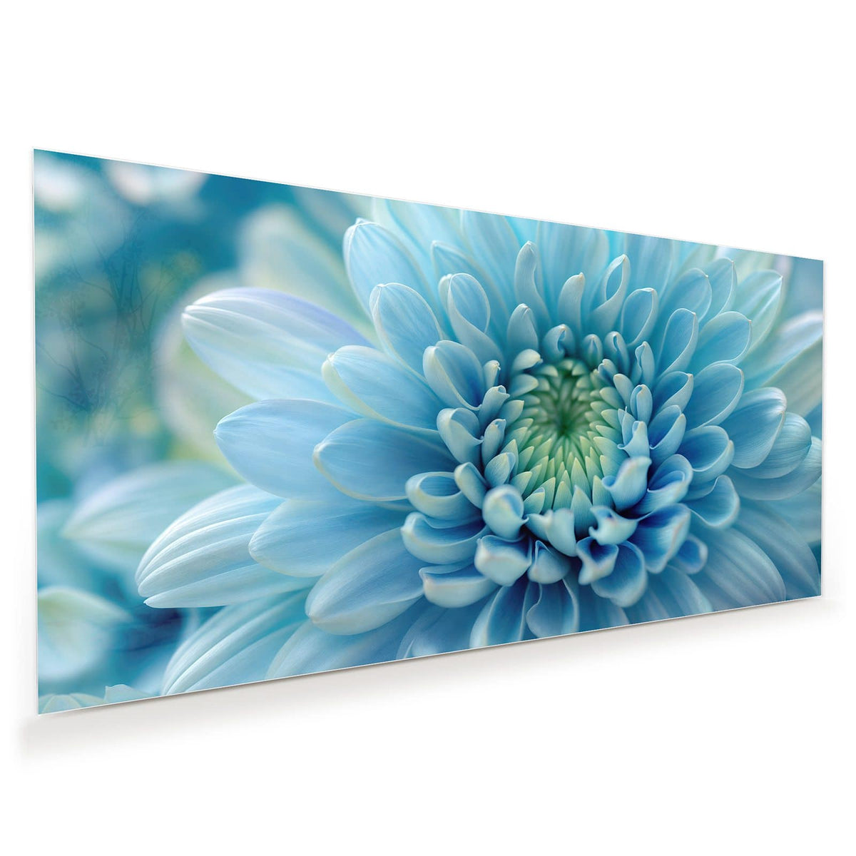 Makro einer hellblauen Chrysantheme, die Blütenblätter laufen spiralig zur grünlichen Mitte