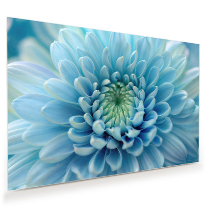 Wandbild mit dem Motiv Helle Chrysantheme